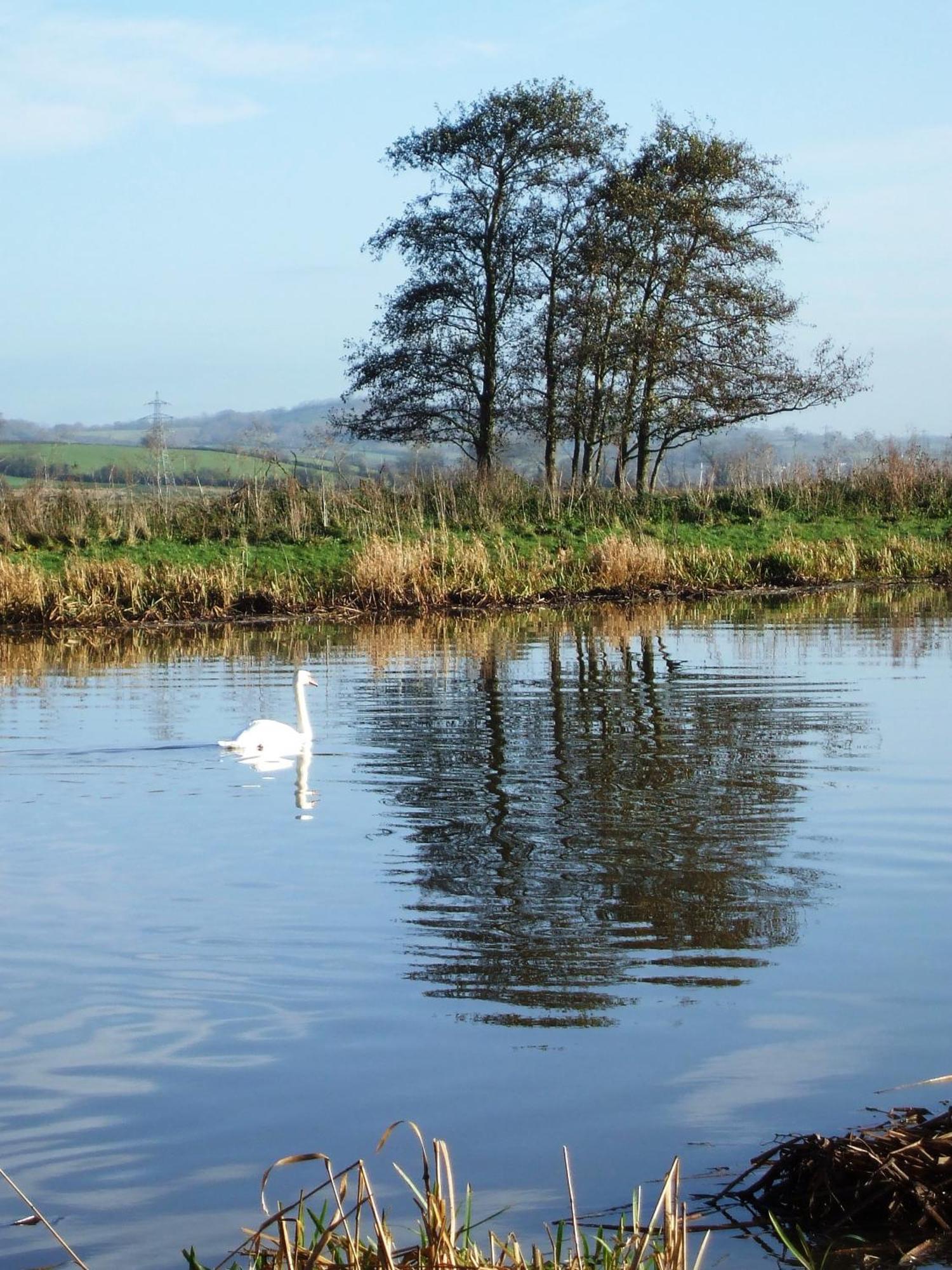 The Bower Inn Bridgwater Eksteriør billede Swans on the River Wye